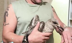 Копец я АЙБОЛИТ спасаем чайку