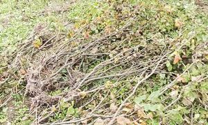 Голодным не буду 938 - Белорусский блогер