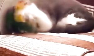 Приколы с котами! С ОЗВУЧКОЙ! Смешные коты! Самые смешные животные! УГАР!