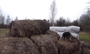 МОЯ ИСТОРИЯ ЖИЗНИ , ВДОХНОВЛЯЕТ ЛЮДЕЙ на ПОКУПКУ ХУТОРОВ. №366