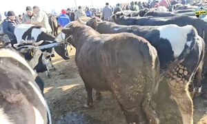 СКОТНЫЙ РЫНОК ТАРАЗ 09.11.2025