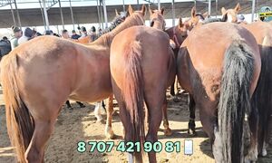 ТАРАЗ МАЛ БАЗАР. ЖЫЛҚЫ БАЗАР 02.11.2025