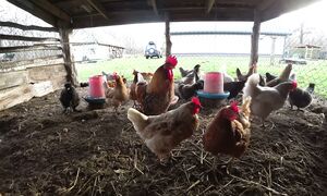 НЕПРОСТАЯ ЖИЗНЬ ОДНОГО ЧЕЛОВЕКА в БОЛОТИСТОЙ МЕСТНОСТИ. БАРАН КОШМАРИТ ВЕСЬ ХУТОР!!! №367