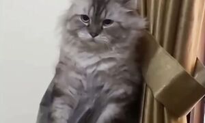 Приколы с котами! С ОЗВУЧКОЙ! ЛУЧШИЕ смешные коты! Самые смешные животные! ДО СЛЁЗ!