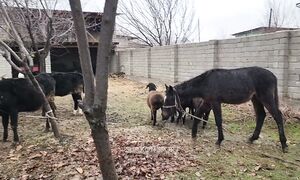 2025 yildagi oxirgi kurash belgilandi