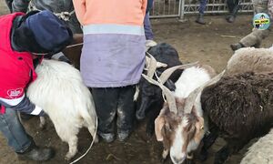 ТАРАЗ МАЛ БАЗАР 21.12.2025