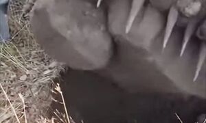 Что     Что это мои соседи вытянули из под земли