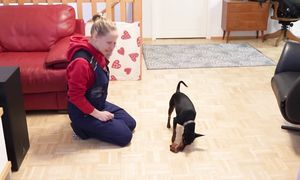 Confusing My Cat by Crushing Its Food Into a Cube