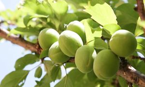 УРЮК на  сколько полезен  данный продукт . Больше  польза  или вреда