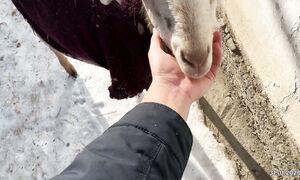 Ешкілер тууға дайындалып жүр. 31.01.2026 жыл.