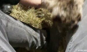 Ешкіміз егіз лақ туды. 07.02.2026 жыл