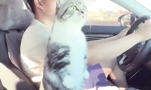 Приколы с котами! СМЕШНЫЕ КОТЫ - С ОЗВУЧКОЙ! САМЫЕ СМЕШНЫЕ животные! ДО слез!