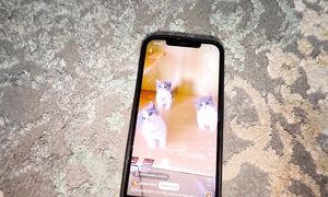 СИЛЬВИДІ ҮЙЛЕНДІРЕМІЗ,Данко в шоке