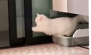 Приколы с котами! - С ОЗВУЧКОЙ! САМЫЕ СМЕШНЫЕ ЖИВОТНЫЕ! Смешные коты 2026