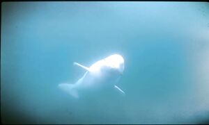 САМОЕ ВАЖНОЕ МЕСТО НА ЗЕМЛЕ, ГДЕ НИКТО НЕ ЖИВЕТ!