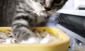 Приколы с котами! С ОЗВУЧКОЙ! Самые Смешные Животные 2026! СМЕШНЫЕ КОТЫ! Ржака!