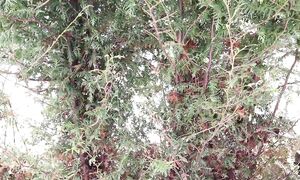 Начало марта в моем саду / Влог №1