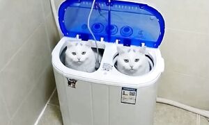 Приколы с котами! С ОЗВУЧКОЙ! СМЕШНЫЕ КОТЫ и Собаки! Самые Смешные Животные! ДО СЛЁЗ!