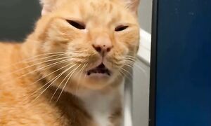 Приколы с котами! С ОЗВУЧКОЙ! Смешные коты И Собаки! Самые смешные животные!!