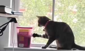 Приколы с котами! - С ОЗВУЧКОЙ! СМЕШНЫЕ КОТЫ! Самые смешные животные! УГАР ДО СЛЕЗ!