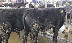 Базарда мал көп, бірақ БАҒАСЫ ҚАНДАЙ Тараз (05.04.2026)