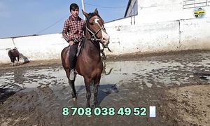 ШОК БАҒА! Тараз мал базары бүгін жарып тұр! 22.03.2026.