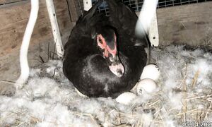 Ақ индоутка бірінші болып ұяға жатты. 05.04.2026ж