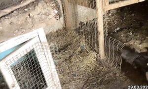 Индоуткалар жұмыртқа туып жүр. 29.03.2026