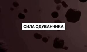 Сила  одуванчика  о  которой  знают  только  знахари
