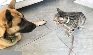 Приколы с котами! С ОЗВУЧКОЙ! САМЫЕ СМЕШНЫЕ ЖИВОТНЫЕ! Смешные Коты и Собаки! - Domi show