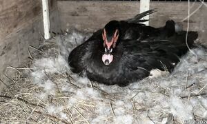 3 индоутка ұяда жатыр. 11.04.2026 - Құстар Ақтөбе