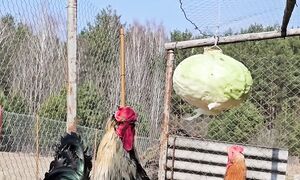 Один в деревне. Возрождаю наследие деда! Разбираю старый хлев... - Около Деревни (1080p, h264) (3)