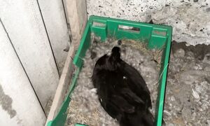 5 Индоутка ұяда жатыр . 19.04.2026