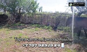 Үйір Жылқы Барлығы Сатылуда Әрі Арзан! +7 707 989 1984
